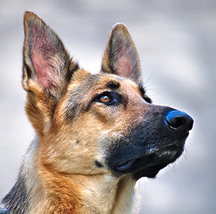 Dog Awareness Labels